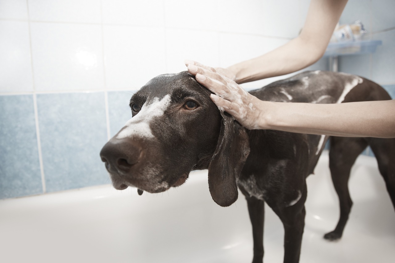 The Benefits of Grooming for Pets in Hot Climates